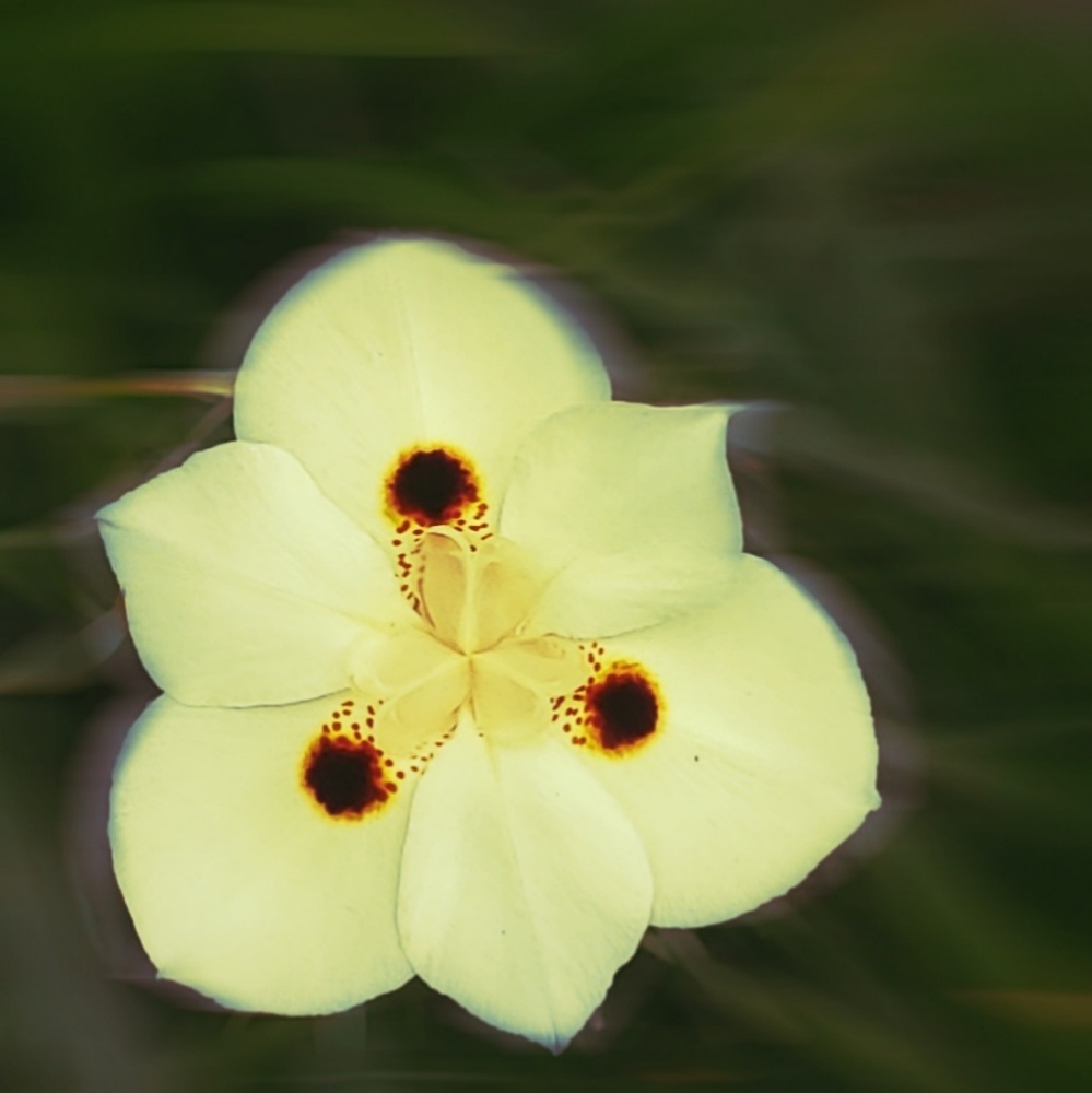Meet your Posher, lyss